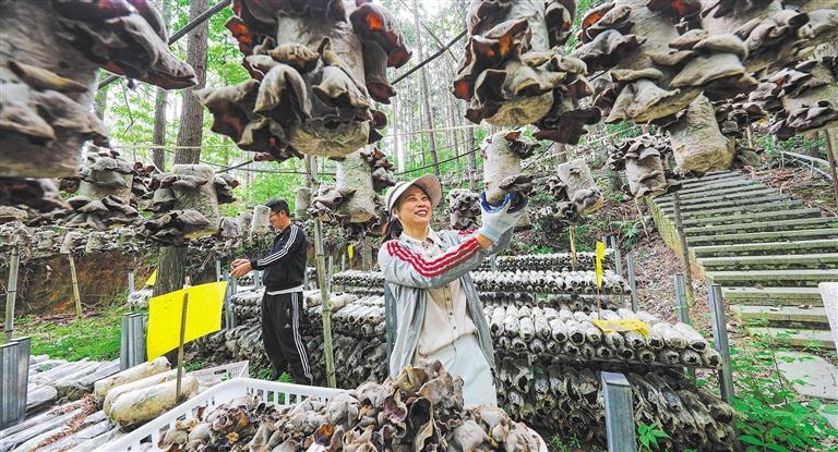 量发展产业调研】林下生金冰球突破正规网站【高质(图2)